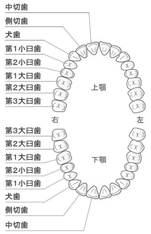 永久歯の図